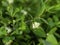 Honeyberry, Lonicera caerulea, blooming