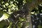 Honeybird`s nest abandoned on a apple apple plant