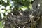 Honeybird`s nest abandoned on a apple apple plant