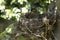 Honeybird`s nest abandoned on a apple apple plant