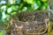 Honeybird`s nest abandoned on a apple apple plant