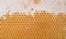 Honeycomb background. Texture of bee wax honeycomb from beehive filled with Golden honey
