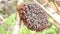 Honeycomb and bee or Apis florea on moringa tree and blur green leaves background.