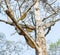 Honeycomb or beehive on the big tree.