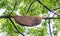 Honeycomb clinging on branch of mahogany in nature.