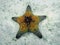 Honeycomb Cushion Star Pentaceraster alveolatus