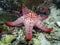 Honeycomb Cushion Star Pentaceraster alveolatus