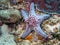 Honeycomb Cushion Star Pentaceraster alveolatus