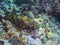 honeycomb grouper in sea