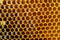 Honeycomb with honey and pollen. Close-up background with selective focus.