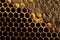 Honeycomb with honey and pollen. Sweet and natural honey inside the honeycomb. Background of honeycombs