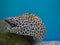 Honeycomb Moray Eel.