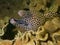 Honeycomb Moray Eel