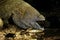 HONEYCOMB MORAY EEL gymnothorax favagineus IN SOUTH AFRICA, ADULT WITH OPENED MOUTH