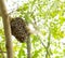 Honeycomb on moringa tree and blur green leaves background.