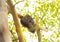 Honeycomb on moringa tree and blur green leaves background.