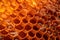 honeycomb pattern in sunlight, wild hive detail