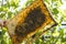 Honeycomb in a wooden frame against green leaves, natural sunlight