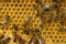 Honeycombs. Bees, nectar and larvae.