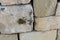 Honeycombs and wild bees on a wall made of Maltese stone.