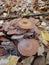 Honeydew agaric mushrooms in yellow leafs