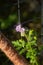 Honeyplant purple colored scorpionweed in bloom in the spring season