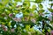 Honeysuckle bloom. Beautiful pink flowers and buds