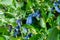 Honeysuckle branch with blue ripe berries.