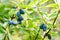 Honeysuckle branch with ripe blue berries