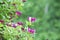 Honeysuckle bush with flowers.