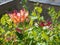 Honeysuckle colorful orange flowers and red buds in the sunlight