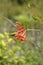 Honeysuckle Dropmore Scarlet