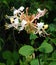 Honeysuckle flower on a dark background.