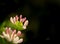 Honeysuckle flowering
