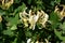 Honeysuckle flowering in a British hedgerow, detail