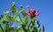 Honeysuckle flowers on blue sky background. Lonicera periclymenum flowers, common names honeysuckle, common honeysuckle,