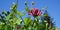 Honeysuckle flowers on blue sky background. Lonicera periclymenum flowers, common names honeysuckle, common honeysuckle,