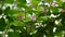 Honeysuckle flowers on a branch in Spring season