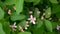 Honeysuckle flowers on a branch in Spring season