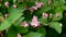 Honeysuckle flowers on a branch in spring season