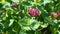 Honeysuckle flowers with impressive bicolor blooms of pink and white. Lonicera periclymenum flowers, common names honeysuckle, com