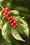 Honeysuckle fruits