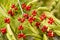 Honeysuckle fruits