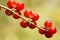 Honeysuckle fruits