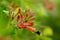 Honeysuckle. Garden plant.