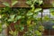 Honeysuckle green flower Lonicera periclymenum on the fence