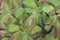 Honeysuckle, green foliage after rain, dew drops on the leaves