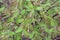 Honeysuckle, green foliage after rain, dew drops on the leaves