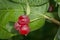 Honeysuckle Lonicera periclymenum red berries