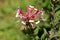 Honeysuckle or Lonicera plant with bilaterally symmetrical purple and white fully open blooming flowers growing on single stem